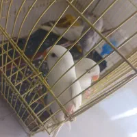 جوجه برزیلی اوپال