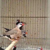 تعدادی فنچ به صورت یکجا|پرنده|رباط‌کریم, پرندک|دیوار