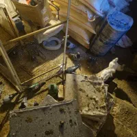 کبوتر|پرنده|سنقر, |دیوار