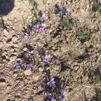 زعفران پوشال