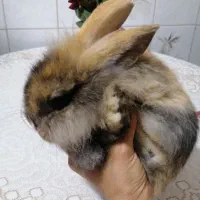 خرگوش لوپ اصل 2ماهه