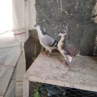 ساده، طوقی، سینه، خال،