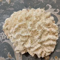 مرجان|ماهی|بندرعباس, |دیوار