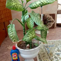 گل طبیعی|گل و گیاه طبیعی|شیراز, سعدیه جنوبی|دیوار