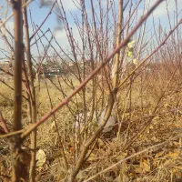 نهال شلیل رد گل