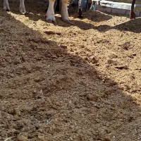 کود