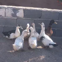 اردک ارگانیک|حیوانات مزرعه|جوادآباد, |دیوار