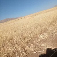 کاه