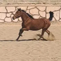 فروش مادیان ۷ساله و کره ۶ ماهه مشکی