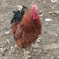 خروس محلی فرفری|حیوانات مزرعه|مینودشت, |دیوار