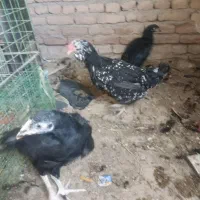 مرغ گلین جوان|حیوانات مزرعه|باسمنج, |دیوار