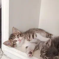 واگذاری بچه گربه دو ماهه