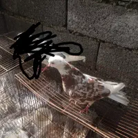 چند عدد کبوتر .سرخ‌.سرور|پرنده|لنگرود, |دیوار