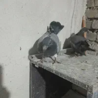 جفت جوجه هیچ پر