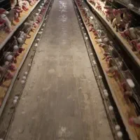 تخم مرغ نوکی از درب مرغداری مخصوص شیرینی پزی ها