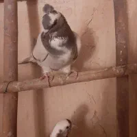 آبی عرب|پرنده|مراغه, |دیوار