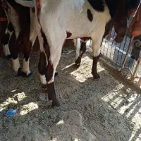 بز پاکستانی|حیوانات مزرعه|بوشهر, |دیوار