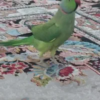 طوطی ملنگو