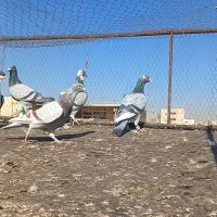 چند تا رنگه المانی|پرنده|تربت‌حیدریه, آسایش|دیوار