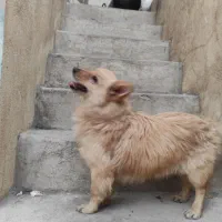 سگ اشپیتز پامر خونگی گوش روباهیی)(|سگ|شیراز, شاهچراغ|دیوار