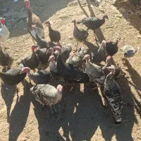 بوقلمون|حیوانات مزرعه|شال, |دیوار