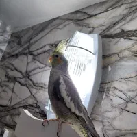 عروس هلندی نر ۴ ماهه