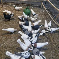 تعدادی کبوتر|پرنده|سرخه, |دیوار