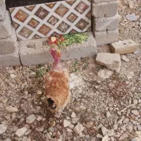 مرغ محلی در فیروزاباد|حیوانات مزرعه|فیروزآباد (فارس), |دیوار