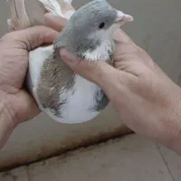 ساده هفرنگ درجه یک
