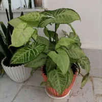 گل های طبیعی شاداب