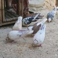 کبوتر پرشی ساعتی