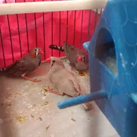 تعدادی پرنده...|پرنده|شیراز, وصال|دیوار