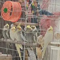 عروس هلندی|پرنده|لاهیجان, گلستان|دیوار