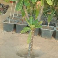 حراج.پلومریا|حراج|اصفهان, آزادگان|دیوار