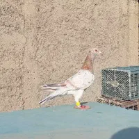 قارا هفرنگ نر،سرخ هفرنگ ماده،طوقی نر