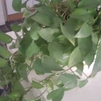 گل پتوس و سانسوریا