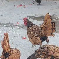 سیبرایت تخم نطفه دار