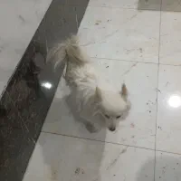 سگ خونگی|سگ|تویسرکان, |دیوار