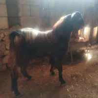 پازن و بز آبستن