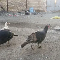 هشدرخان و مرغ شاخدار