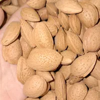 بادام درختی سنگی بوانات|خوردنی و آشامیدنی|شیراز, ریاستی|دیوار