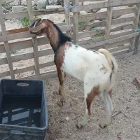 نری گوشتی|حیوانات مزرعه|قشم, |دیوار