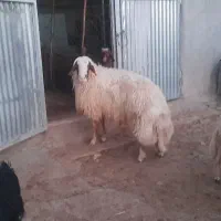 ورن داشت،،سە سالە