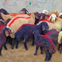 11 راس میش بره دار جوان فروشی