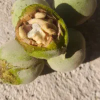 گردو ایالات متحده ریـگ