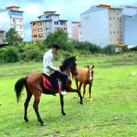 اسب کورسی|اسب و تجهیزات اسب‌سواری|ماسال, |دیوار