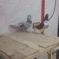 قیمت دوتاش 1میلیون مقطوع