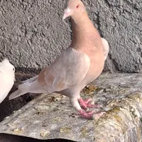 کفتر نر سبز و یک عدد ماده|پرنده|گناباد, |دیوار