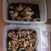 حلزون آچاتینا
