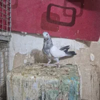 ۱۵ تا پرنده پرشی|پرنده|شاهین‌شهر, طالقانی|دیوار